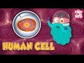HUMAN CELL The Dr Binocs Show Best Learning Videos For Kids Peekaboo Kidz