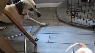 Video preview image #1 Black Mouth Cur-Unknown Mix Puppy For Sale in Sanford, FL, USA