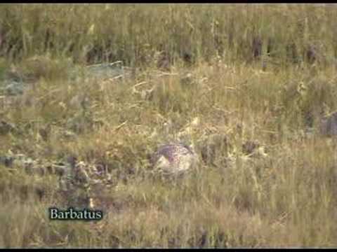 Zarapito trinador ( Numenius phaeopus ) Whimbrel