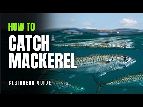 Catching Mackerel on a Budget: Full Setup & Fishing Tips