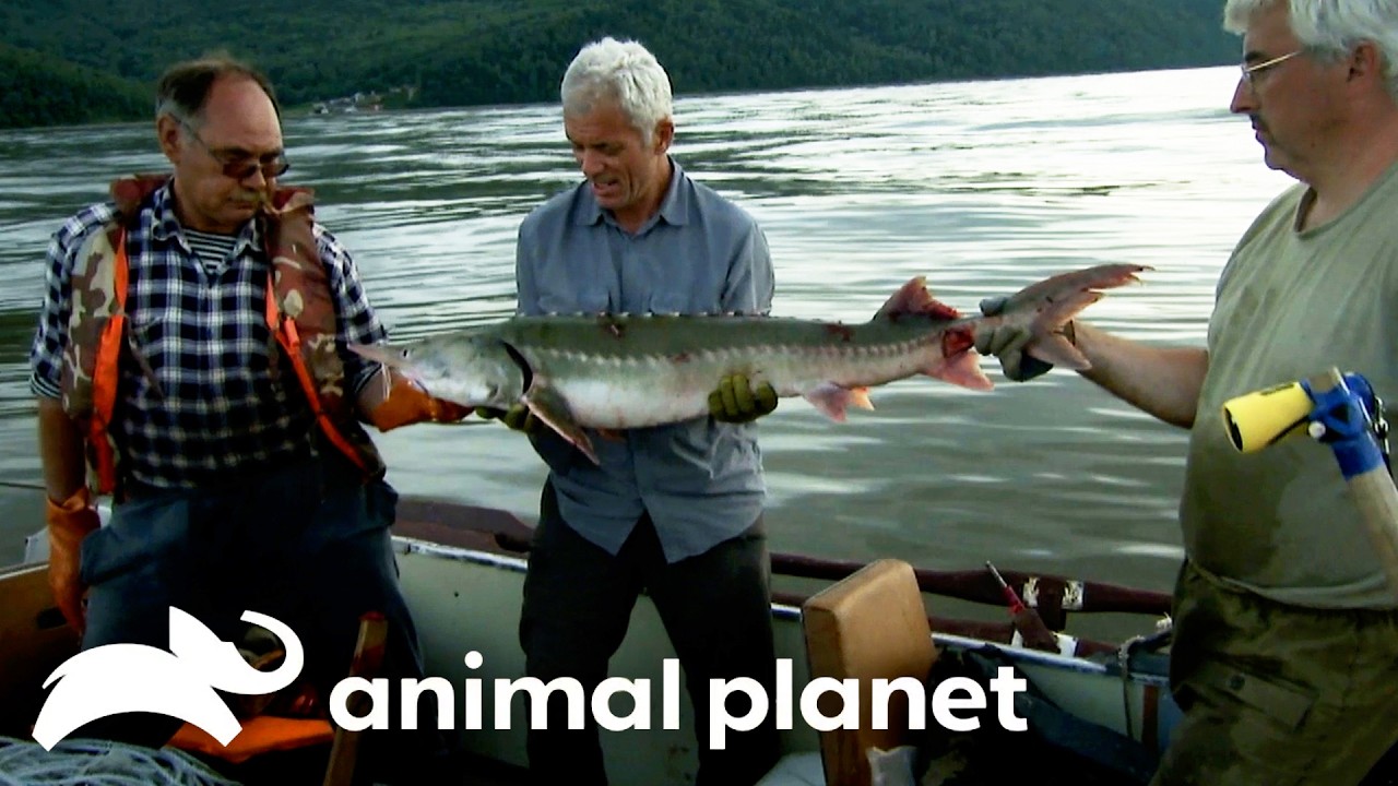 Jeremy Faces a Deadly Dinosaur Fish! | River Monsters | Animal Planet
