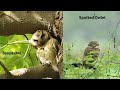 Indian Scops Owl Spotted Owlet Sound Behavior S Of Owl
