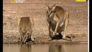 سمك صغير الحجم متوحش يأكل اللحوم يلتهم فريسته أغاني Mp3 مجانا