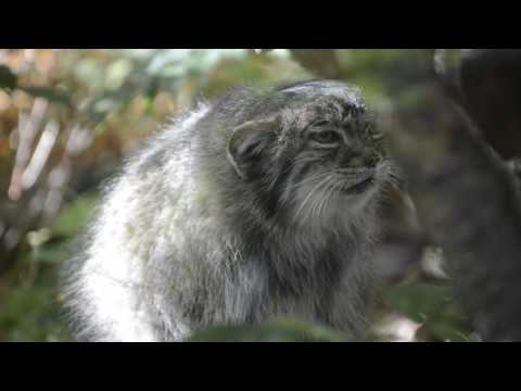 Pallas cat “meowing”