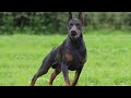 The Power Of DOBERMAN He Was Created For This