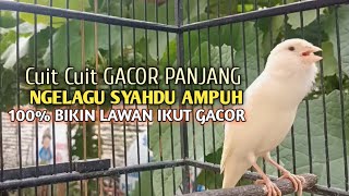 Download lagu kenari gacor panjang Cuit Cuit EMOSI, Pancingan Kenari Paud Belajar Bunyi, terapi AMPUH Kenari MACET mp3 Download lagu kenari gacor panjang Cuit Cuit EMOSI, Pancingan Kenari Paud Belajar Bunyi, terapi AMPUH Kenari MACET mp3