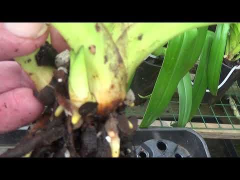 Paphiopedilum root comparison plus Phragmipedium bloom