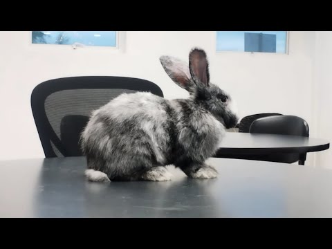 ✅🕺La Magnífica Raza de Conejos Gigantes Arlequín en Tonalidad Zebra🍑