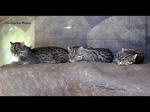 Diergaarde Blijdorp - fishing cats