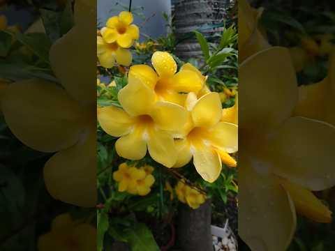 beautiful flowers ❤️❤️ #trending #shortsvideo