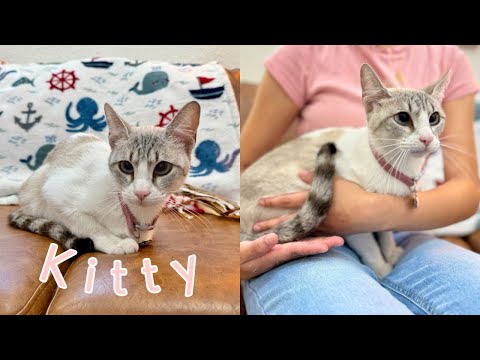 Kitty Cruz, an adoptable Domestic Short Hair Mix in Vancouver, WA_image-1