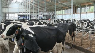 preview picture of video 'New Dairy farm:. Family Van den Akker Oosterwijtwerd * HD *'