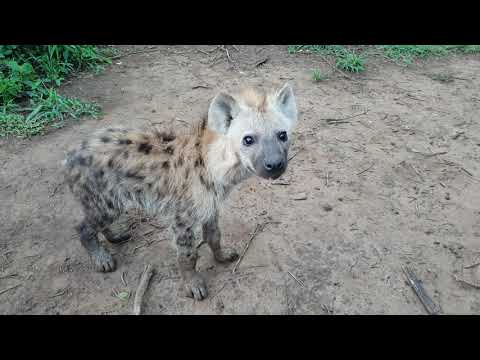 Spotted Hyena Right Next To The Vehicle On Safari
