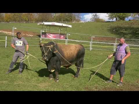 - KOBRA U ARENI, DAR MAR MOŽE DA POČNE, SVE SPREMNO