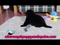 Newfoundland dogs for sale: Tanya - Video 1