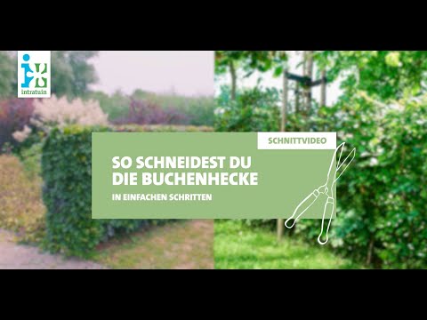 Intratuin - Buchenhecke schneiden