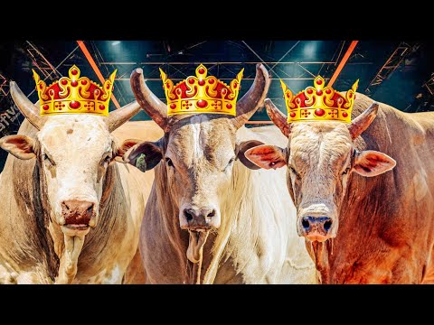 Os "REIS DAS ARENAS" em 2024 - (Parte 1)