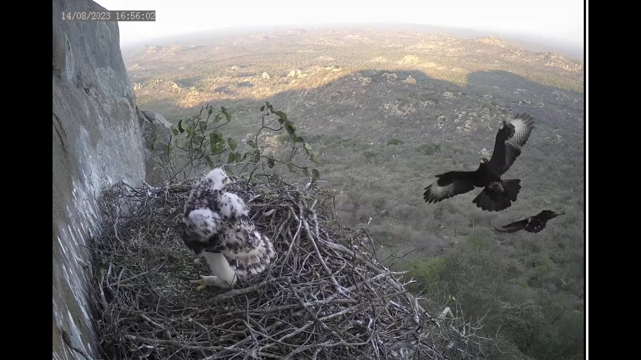 Live webcam view of Nido de Águila Negra en el Acantilado