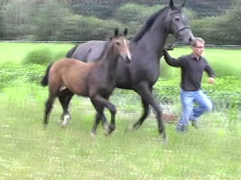 Hengstfohlen 2011 von Casdorff - Betel xx - Kolibri