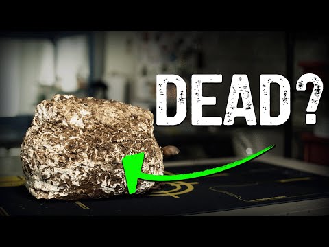 Reviving Dead Mushroom Blocks: Get 3+ More Flushes (Beginner's Guide to Extended Harvests)