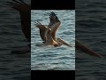 Pelican flying low over the water #birdsofyoutube #birds #birdlovers #wildlife #inflight #pelicans