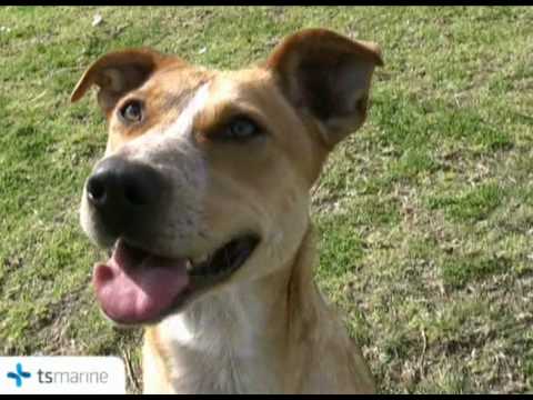 RSPCA WA - ROXIE and STU 21 July