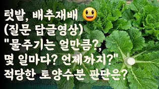 배추(질문답글영상) "물주기는 얼만큼? 몇일마다? 언제까지 주나요?" /적당한 물주는 양 판단은?