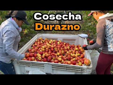 Cosechando Durazno Pelón 🍑 | CHILE 🇨🇱