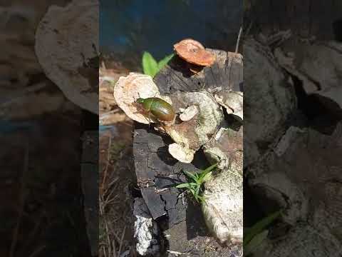 Não desista, Bom dia #shorts  #bomdia #quinta #tbt