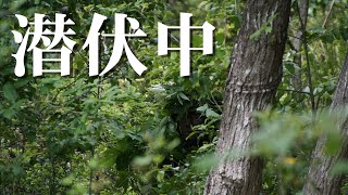 Attach YouTube