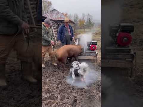 Cute Poland Dancing Cactus Electric Plush Toy 🧸149 #aivideo #farming #ai #technology #farm#piggy