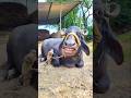 Cow Cartoon Cartoon Cartoon Cartoon Shorts