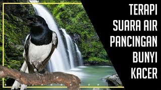 Download lagu Terbukti Ampuh Terapi Suara Air Untuk Pancingan Bunyi Kacer mp3