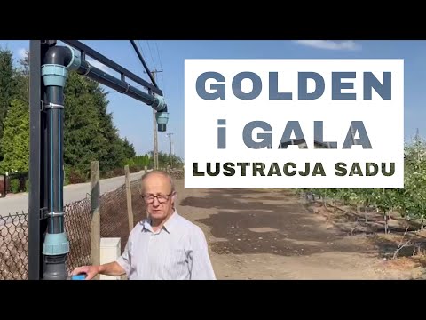 Lustracja sadu Gala i Golden - Komunikat Sadowniczy - Piotr Gościło