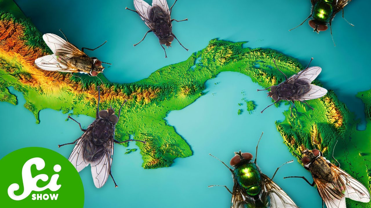 Why Planes Drop Millions of Flies on Panama Every Day