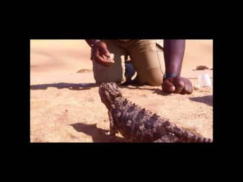 Namaqua chameleon