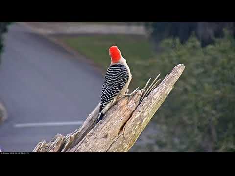 Trio Of Visitors Swap Time Atop Savannah Ospreys Cam Perch – Dec. 19, 2018
