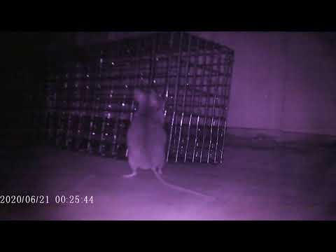 Skogsmus  klarar fälla