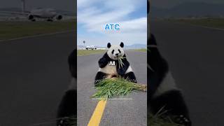 Download lagu Panda BLOCKS Antonov’s Takeoff 🐼 mp3 Download lagu Panda BLOCKS Antonov’s Takeoff 🐼 mp3