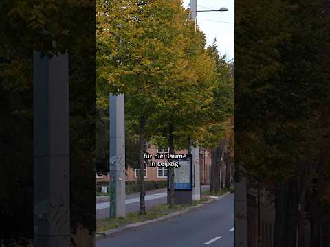 Grüne kämpfen gegen illegale Baumfällungen | LZ TV Nachrichten