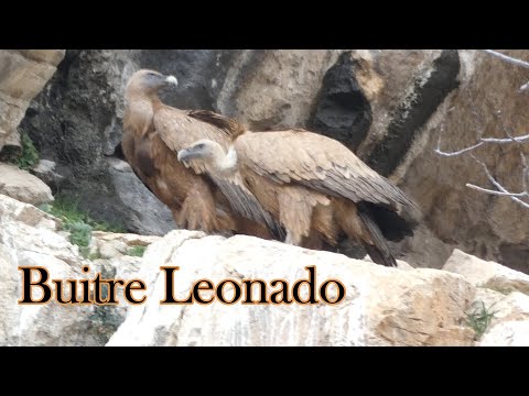 11 Buitre leonado #faunanavarra #buitreleonado