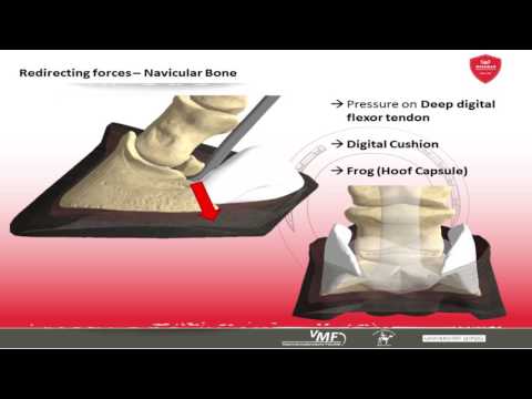 Werkman Academy Basics 04: The topology of the hindlimp - Werkman Hoofcare