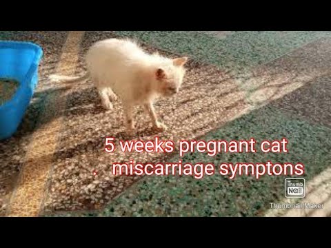 5 weeks old pregnant cat facing #miscarriage symptoms