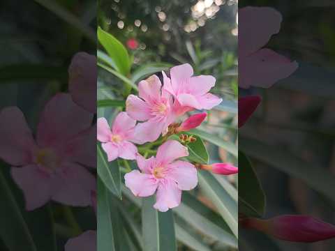 #flowers #flower #youtube #followforfollowback #jasveer