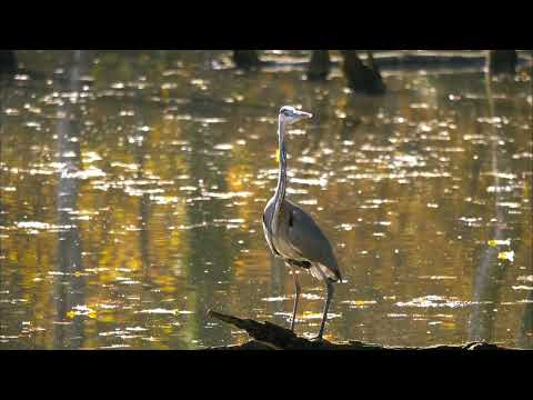 animal nature videos