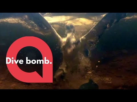 Never before seen footage shows an Osprey grabbing a trout from underwater | SWNS