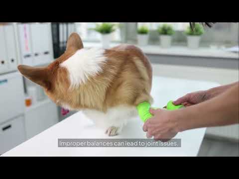 Savannah’s Guide to Feeding Large Breed Puppies: Dog Food Choices That Really Work