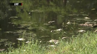 Rotting Fish In A South City Lake Leave A Foul Smell For Area Residents