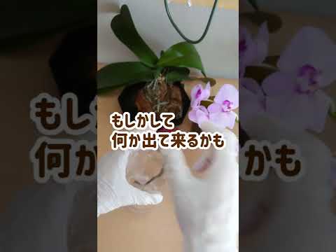 蘭の茎の切り方は？避けるべき最善のヒントと間違い  庭園