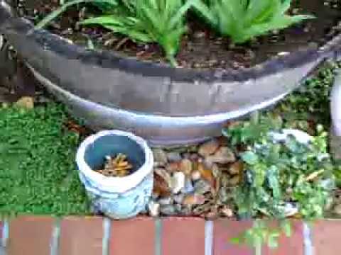 02 CALIFORNIA 01-2008